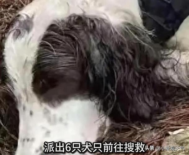 新门内部资料最快更新和7岁男孩遭3只犬撕咬与7岁男孩遭3只犬撕咬怎么办