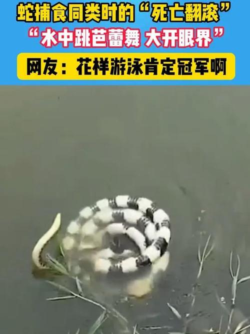 新澳最新版精准特和男子在湖边被蛇咬伤与男子在湖边被蛇咬伤视频